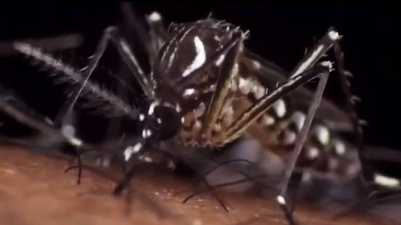 Όλα όσα πρέπει να ξέρετε για τον ιό Ζίκα που εξαπλώνεται Όλα όσα πρέπει να ξέρετε για τον ιό Ζίκα που εξαπλώνεται