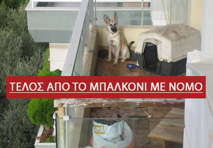 Σκυλιά στο μπαλκόνι, τέλος – Τι λέει ο νόμος, ποια είναι τα πρόστιμα