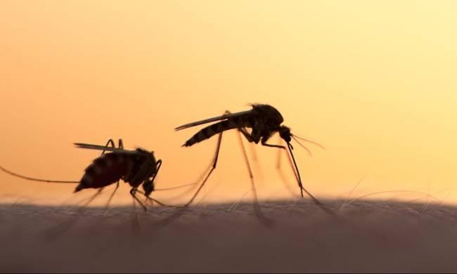 Κουνούπια: Το απόλυτο κόλπο για να μην σας τσιμπάνε