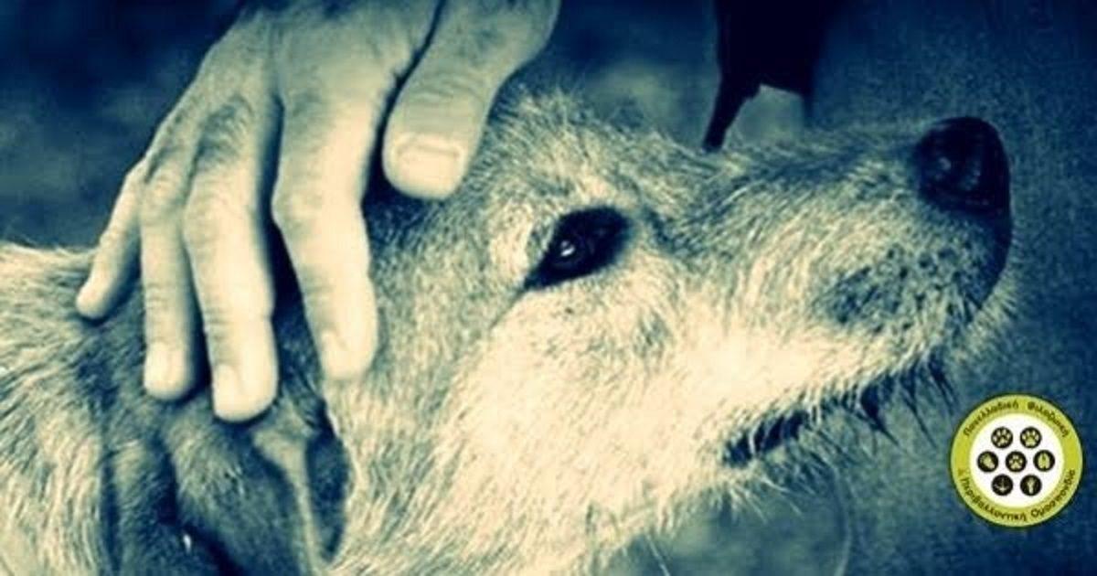 ΟΧΙ στην Ευθανασία υγιών Αδέσποτων ζώων – Υπογράφουμε ΟΛΟΙ