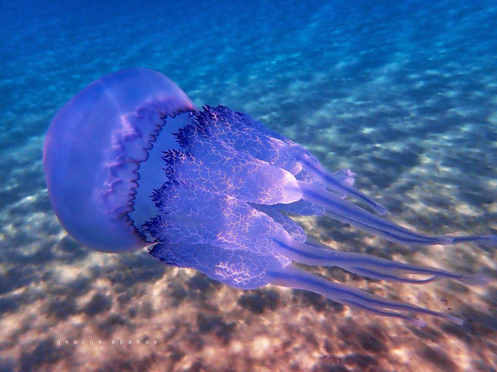 Πώς να αντιμετωπίσεις τσούχτρες και κράμπες στη θάλασσα!