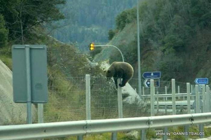 Η στιγμή που μια αρκούδα προσπαθεί να περάσει την Εγνατία Οδό Η στιγμή που μια αρκούδα προσπαθεί να περάσει την Εγνατία Οδό