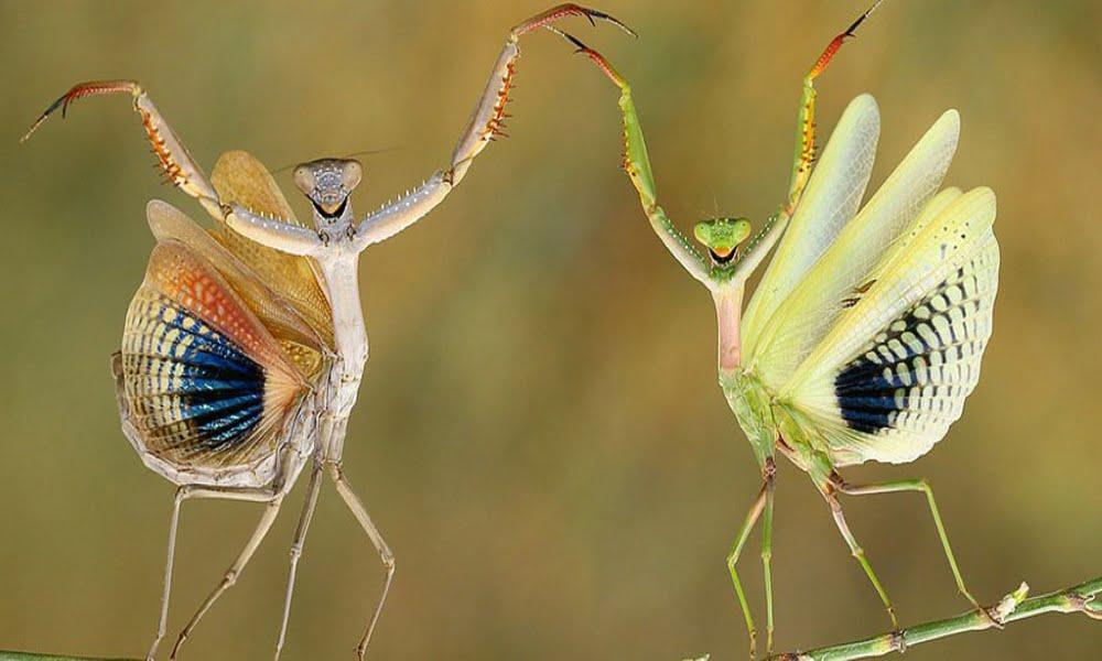 Τα αλογάκια της Παναγίας – Η φωτογραφία από την Κύπρο που διακρίθηκε παγκοσμίως