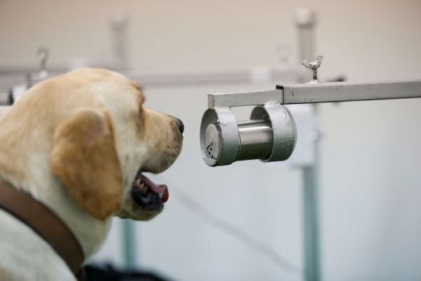 Συναγερμός - Ανακαλύφθηκε νέος Κοροναϊός απο σκύλους