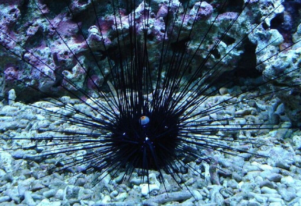 Προσοχή! Δηλητηριώδης αχινός στις ελληνικές θάλασσες - Πού έχει εντοπιστεί Προσοχή! Δηλητηριώδης αχινός στις ελληνικές θάλασσες - Πού έχει εντοπιστεί