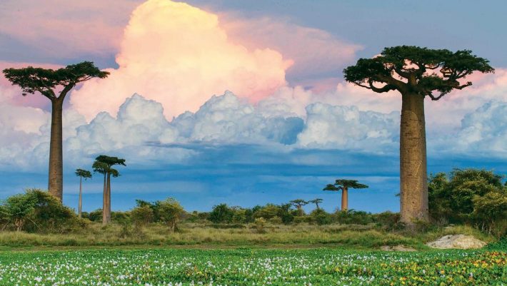 56-madagascar-4-710x401 Το «τέρας» προελαύνει: Αυτό που συμβαίνει τώρα στη Μαδαγασκάρη έρχεται σύντομα παντού