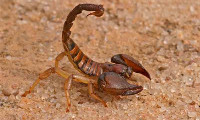 Η νέα «πληγή του Φαραώ»: Γέμισαν σκορπιούς τα σπίτια στην Αίγυπτο, εκατοντάδες άνθρωποι στα νοσοκομεία