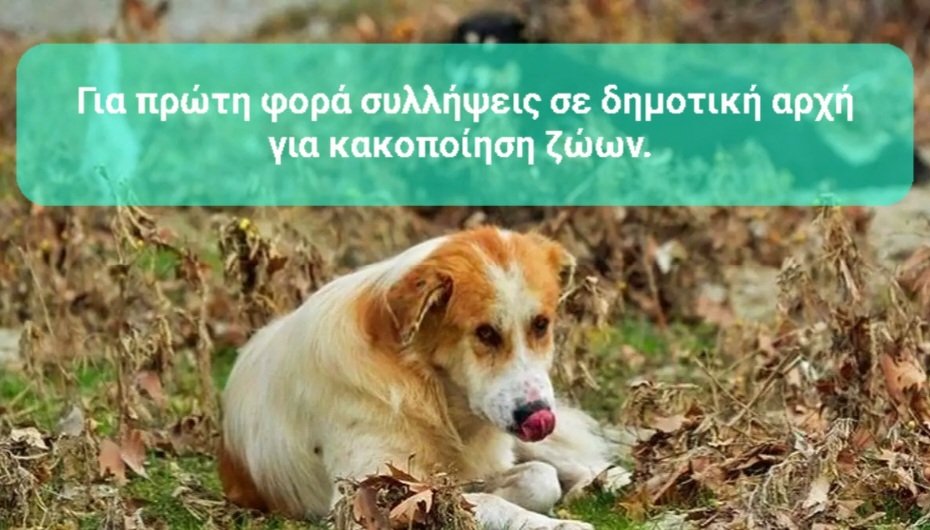 Κακοποίηση ζώων