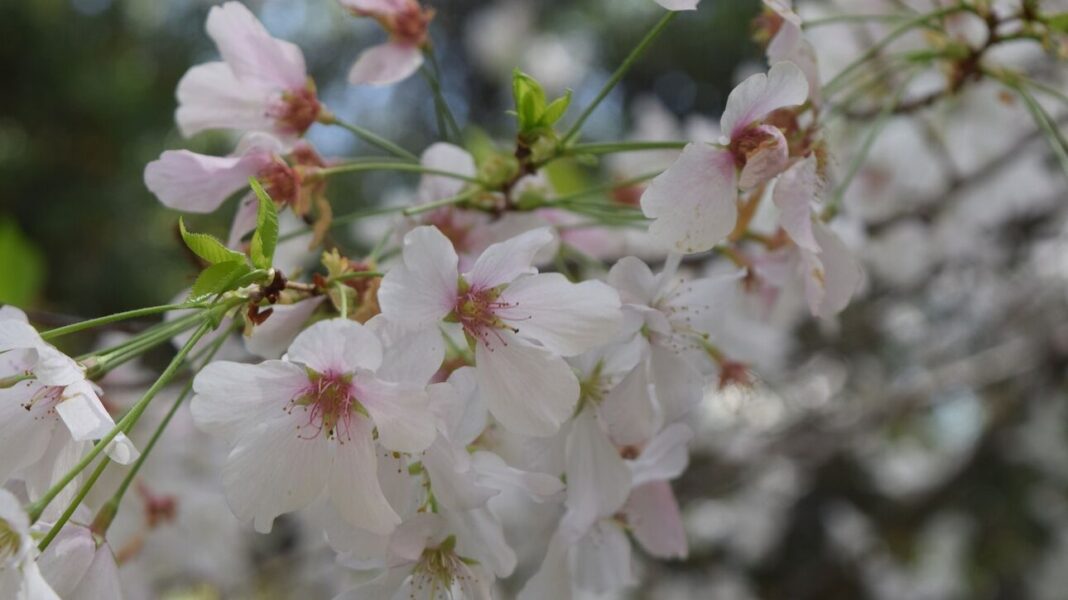 Άνοιξη 2022: Τι είναι η εαρινή ισημερία Άνοιξη 2022: Τι είναι η εαρινή ισημερία