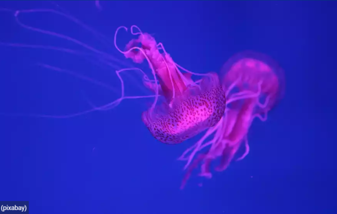 Μωβ μέδουσες: Σε ποιες παραλίες έχουν κάνει ήδη την εμφάνισή τους – Δείτε live χάρτη