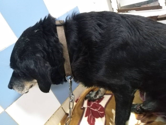 Ιεράπετρα: Σκύλος βρέθηκε απαγχονισμένος