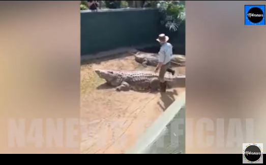 Αφρική: Κροκόδειλος - γίγας 5 μέτρων άρπαξε τον εκπαιδευτή του (Βίντεο)