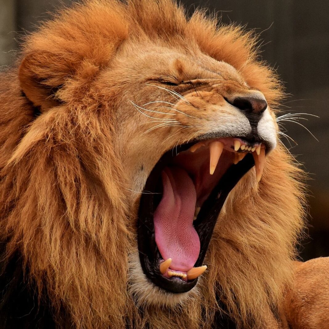 lion3