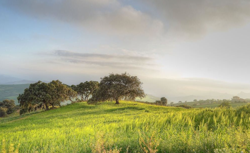 Χρήσιμος οδηγός για τα ακαθάριστα οικόπεδα: Τι κάνουμε με τις δηλώσεις - Πρόστιμα από 1.000 ευρώ Χρήσιμος οδηγός για τα ακαθάριστα οικόπεδα: Τι κάνουμε με τις δηλώσεις - Πρόστιμα από 1.000 ευρώ