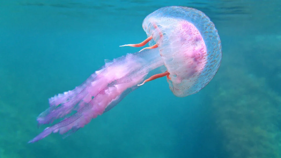 Μωβ μέδουσες: Τι κάνουμε αν μας τσιμπήσουν – Τα συμπτώματα