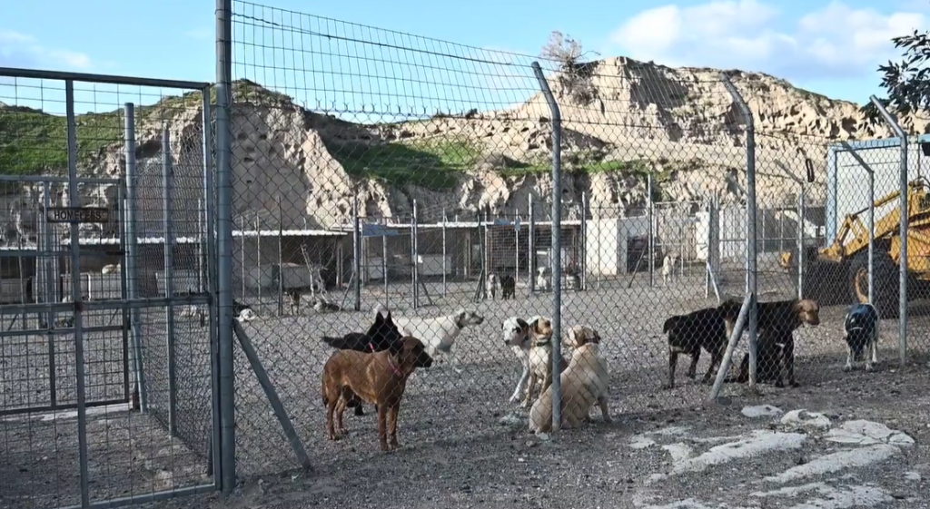 «Δεν φεύγουμε, δεν θα αφήσουμε πίσω τα ζώα» - Η μάχη με τα Ρίχτερ στα καταφύγια της Σαντορίνης