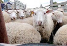 Αιτωλοακαρνανία: Κτηνοτρόφοι χάνουν εισόδημα από σφαγές αμνοεριφίων