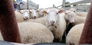 Αιτωλοακαρνανία: Κτηνοτρόφοι χάνουν εισόδημα από σφαγές αμνοεριφίων