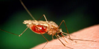 Ασθένειες που Διαμόρφωσαν τον Άνθρωπο: Νέα Επιστημονική Ανατροπή