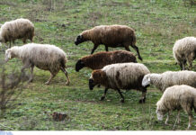 Αναστολή φόρων & τελών για πληγέντες από αφθώδη πυρετό