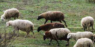Αναστολή φόρων & τελών για πληγέντες από αφθώδη πυρετό
