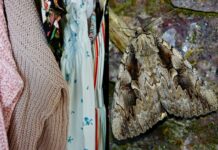 Φυσικοί Σκόροι: Απομακρύνετε τα Από τις Ντουλάπες σας Οριστικά