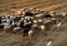 Λέσβος: 43 κρούσματα αφθώδους πυρετού σε 54 κτηνοτροφικές μονάδες