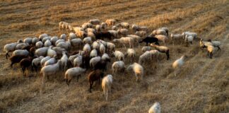 Λέσβος: 43 κρούσματα αφθώδους πυρετού σε 54 κτηνοτροφικές μονάδες