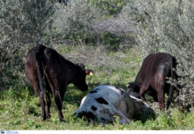 Λέσβος: Άμεση στήριξη στους πληγέντες από τον αφθώδη πυρετό