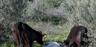Λέσβος: Άμεση στήριξη στους πληγέντες από τον αφθώδη πυρετό