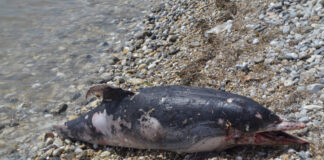 Σοκ στον Παγασητικό: Νεκρό δελφίνι ξεβράστηκε με δεμένο σχοινί στην ουρά