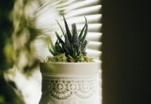 3 Πανεύκολα Φυτά που Αναζωογονούν τον Χώρο σας