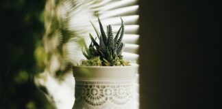 3 Πανεύκολα Φυτά που Αναζωογονούν τον Χώρο σας