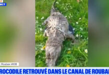 Τρομακτικό Εύρημα στη Γαλλία: Νεκρός Κροκόδειλος δεμένος με αλυσίδες σε κανάλι
