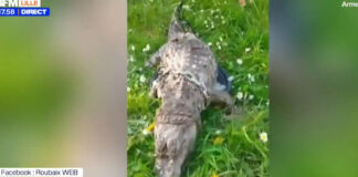 Τρομακτικό Εύρημα στη Γαλλία: Νεκρός Κροκόδειλος δεμένος με αλυσίδες σε κανάλι