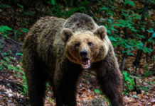 Τραγωδία στην Πολωνία: Άγρια επίθεση αρκούδας κόστισε τη ζωή 58χρονης