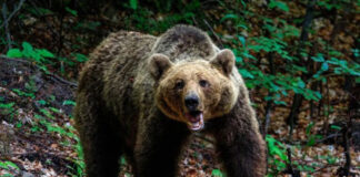 Τραγωδία στην Πολωνία: Άγρια επίθεση αρκούδας κόστισε τη ζωή 58χρονης
