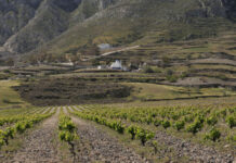 Οινοτουρισμός: Αμπέλια, Ευεξία & Γαστρονομία Γίνονται Προορισμοί