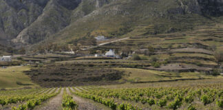 Οινοτουρισμός: Αμπέλια, Ευεξία & Γαστρονομία Γίνονται Προορισμοί