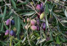 Φιάσκο Ελαιοκομικού Μητρώου: Σύγχυση και ανασφάλεια για τους ελαιοπαραγωγούς