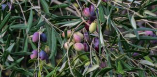 Φιάσκο Ελαιοκομικού Μητρώου: Σύγχυση και ανασφάλεια για τους ελαιοπαραγωγούς