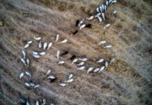 Λέσβος: Στήριξη παραγωγών με αναστολή φόρων και εισφορών λόγω αφθώδη πυρετού