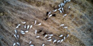 Λέσβος: Στήριξη παραγωγών με αναστολή φόρων και εισφορών λόγω αφθώδη πυρετού