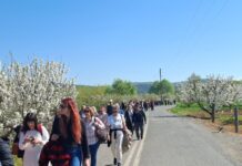 Μαγεία στην Πέλλα: Άνθισαν οι κερασιές σε συμβολικό υγροβιότοπο