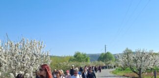 Μαγεία στην Πέλλα: Άνθισαν οι κερασιές σε συμβολικό υγροβιότοπο