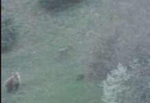 Αρκούδα vs Λύκος: Μάχη για επιβίωση στη Βάλια Κάλντα (Βίντεο)