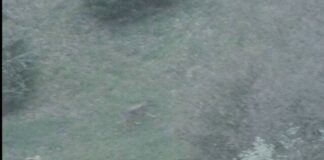 Αρκούδα vs Λύκος: Μάχη για επιβίωση στη Βάλια Κάλντα (Βίντεο)