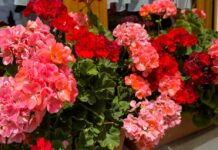 Λουλούδια που Λατρεύουν τον Ήλιο: Ομορφιά και Χρώμα στον Κήπο Όλο τον Χρόνο