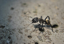 Τα 7 σημεία εισόδου των εντόμων στο σπίτι: Πώς να τα σφραγίσεις οριστικά