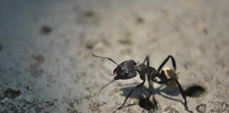 Τα 7 σημεία εισόδου των εντόμων στο σπίτι: Πώς να τα σφραγίσεις οριστικά
